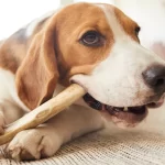 Doggo Astas de Ciervo M - Imagen 5