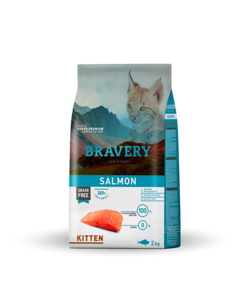 bravery-gato-kitten-salmon