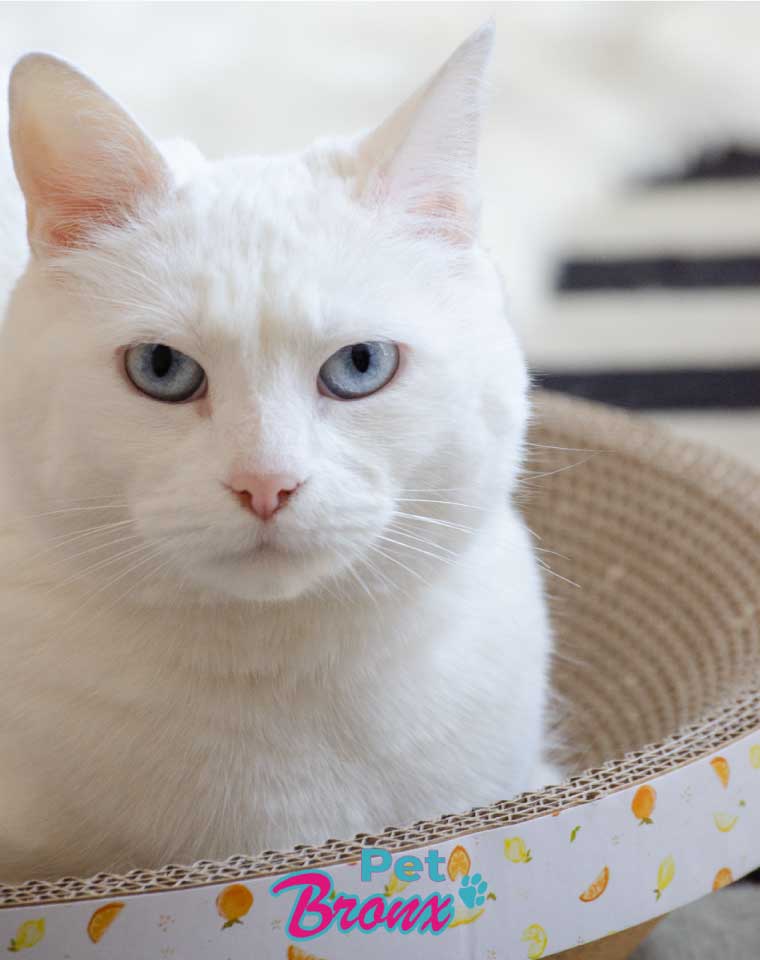 Rascador Circular de Cartón