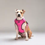 StreetDogs Arnés Comfort para Perros Negro